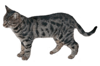Tabby Cat - δωρεάν png