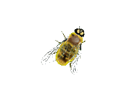 пчела,bee - Gratis geanimeerde GIF