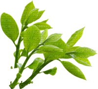 Tube Plante Verte - png gratuito