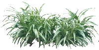 Bloemen en Planten - Безплатен анимиран GIF