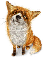 Y.A.M._Animals fox - PNG gratuit