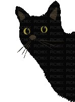 Black cat - GIF animasi gratis