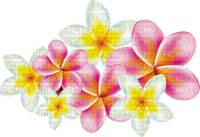 tropical flowers  Bb2 - darmowe png
