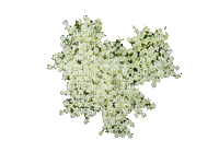 fleur blanche - Безплатен анимиран GIF
