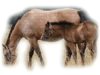 horse with foal bp - ücretsiz png