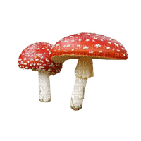 red mushroom - png gratis