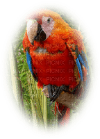 patymirabelle oiseau perroquet - kostenlos png