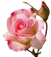 trandafir - бесплатно png