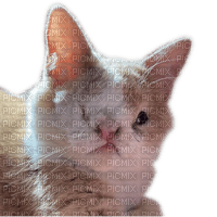 Maitie the Cat - δωρεάν png