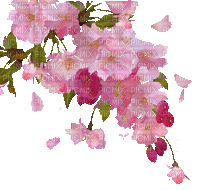 soave deco flowers animated tree spring - GIF animé gratuit