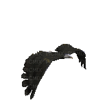 birds eagle2 NitsaPap - Bezmaksas animēts GIF