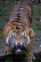 tigre en colère - png grátis