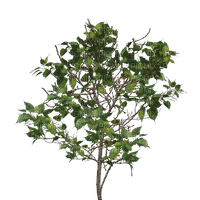 tree, sunshine3 - 免费PNG