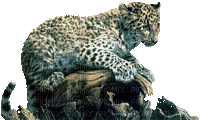 Leopard - Zdarma animovaný GIF