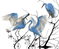crane birds bp - 無料png