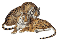 tigers - PNG gratuit