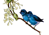 Bird.Oiseau.Pájaro.Branche.branch.Victoriabea