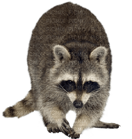 RACOON - Free PNG