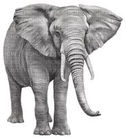 elefant - безплатен png