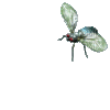 dragonfly katrin - GIF animasi gratis