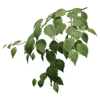 Birch Branch - Free PNG
