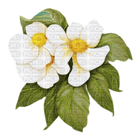 magnolias Bb2 - nemokama png
