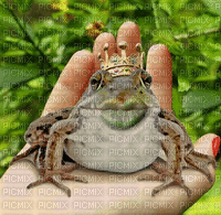 I Am a Frog Kiss Mee - Gratis geanimeerde GIF
