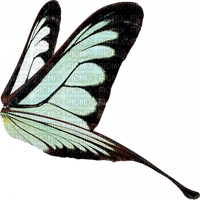 Butterfly- pages -2 - ilmainen png