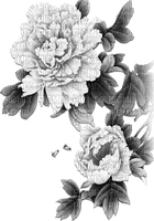 soave deco oriental flowers branch black white - 免费PNG