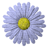 Lavender Flower - Безплатен анимиран GIF