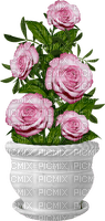 Roses.Pink - png ฟรี