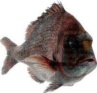 gala aquatic animals - 免费PNG