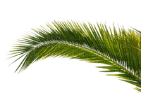 palm tree  leaves