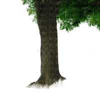 Tree - zadarmo png