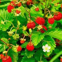 Y.A.M._Summer Strawberry background - nemokama png