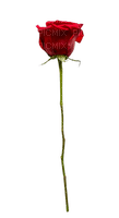 red rose - δωρεάν png