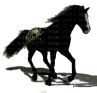 s34 aze cheval noir blanc tube animation animé - GIF animé gratuit