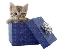 Kaz_Creations Cats Kittens Cat Kitten Gift Box - gratis png
