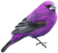 Kaz_Creations Birds Bird Purple - png ฟรี