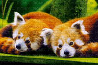 panda roux - bezmaksas png