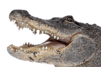 Kaz_Creations Crocodile Alligator - png gratis