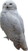 winter snow owl susnhine3 - ilmainen png