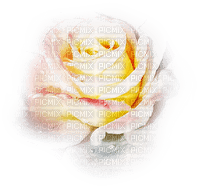 rosas transparente dubravka4 - PNG gratuit