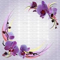 orchids - png ฟรี