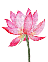 water lily Bb2 - 免费PNG