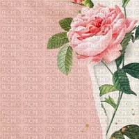 Pink Rose Background - besplatni png