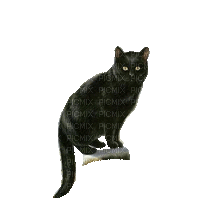 Chat.Cat.Gato.Kot.gif.Victoriabea - Free animated GIF