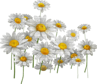 Kwiaty Stokrotki - kostenlos png
