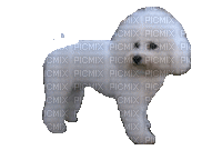 Animated Poodle Dog Gif Wagging Tail