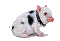 pig - 無料のアニメーション GIF